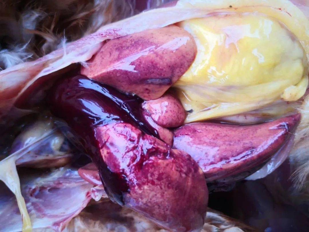 禽霍乱的病原及诊断要点