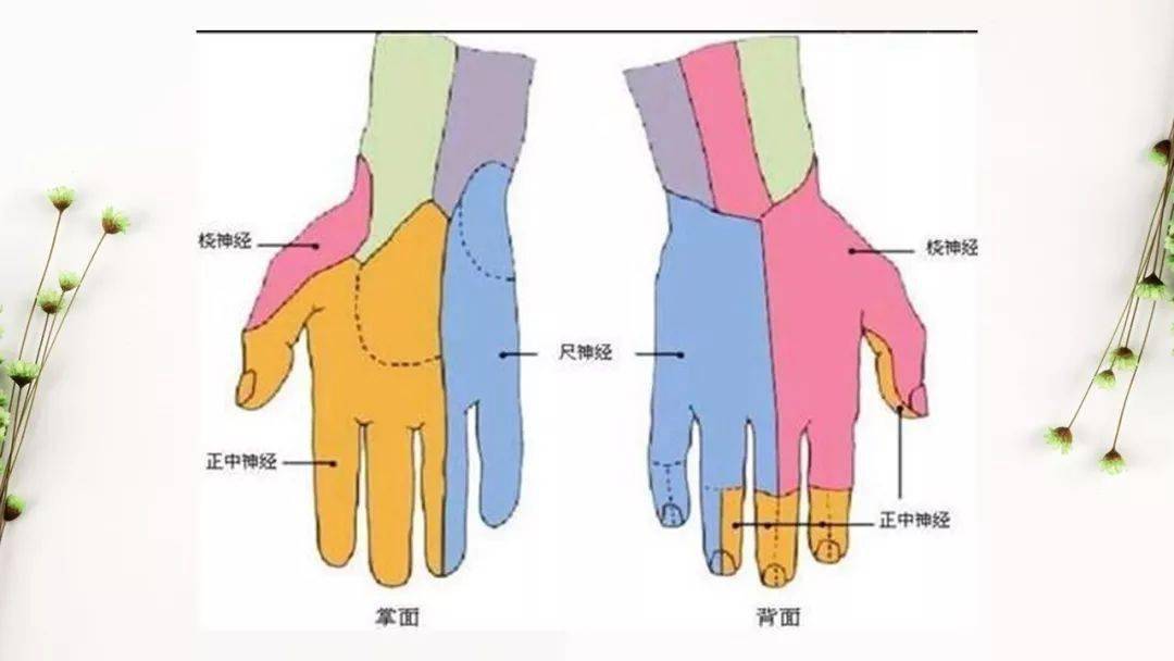 人体右手神经分布图图片