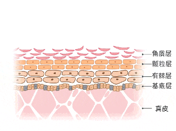 皮肤屏障受损?坚持这7点帮助您恢复健康肌