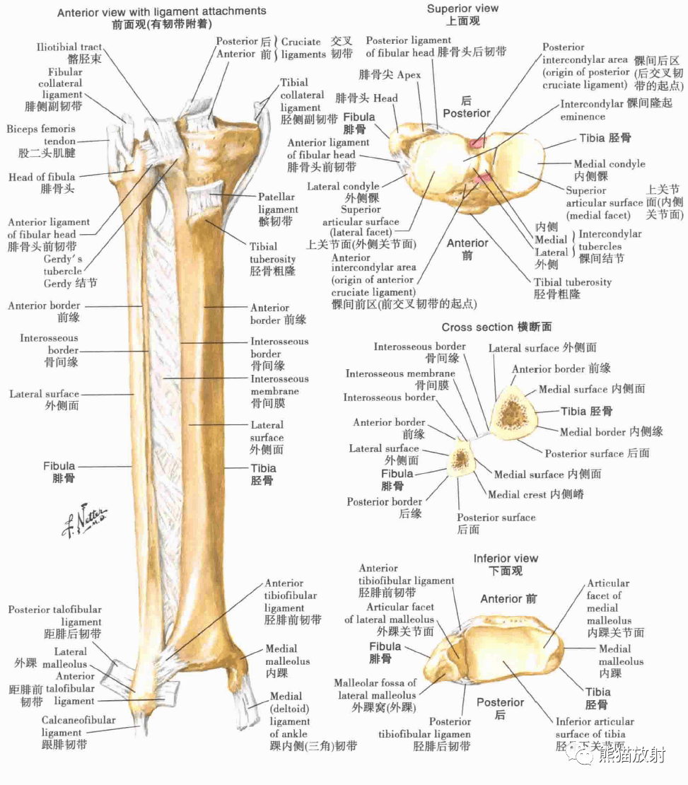 超清晰的下肢小腿踝與足解剖圖