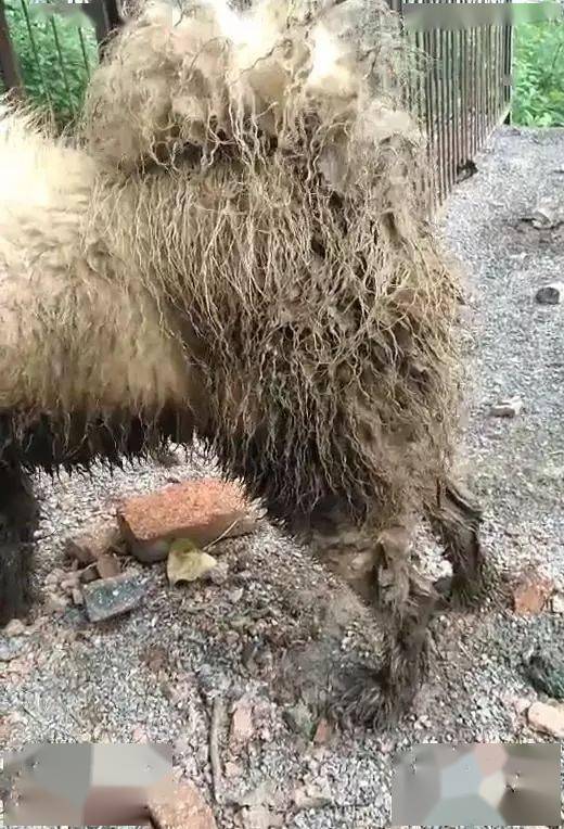 看看这埋汰的!这还是当我当初那个可爱的狗吗汪:你好啊!