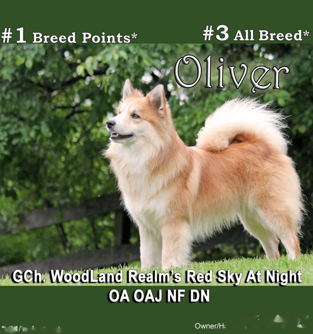 每日一王者"oliver"——全面的美国akc冰岛牧羊犬排行一