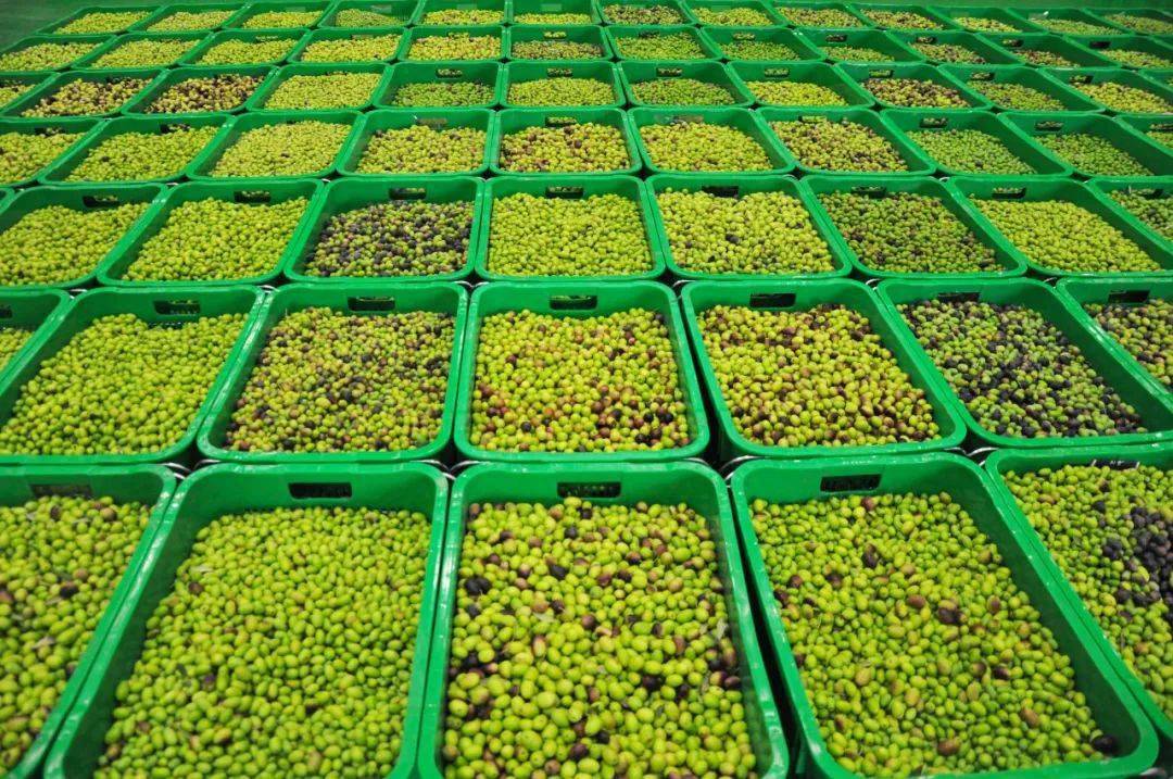 合作社负责人 孟如板:我们兴鹿种植农民专业合作社油橄榄种植有30多亩