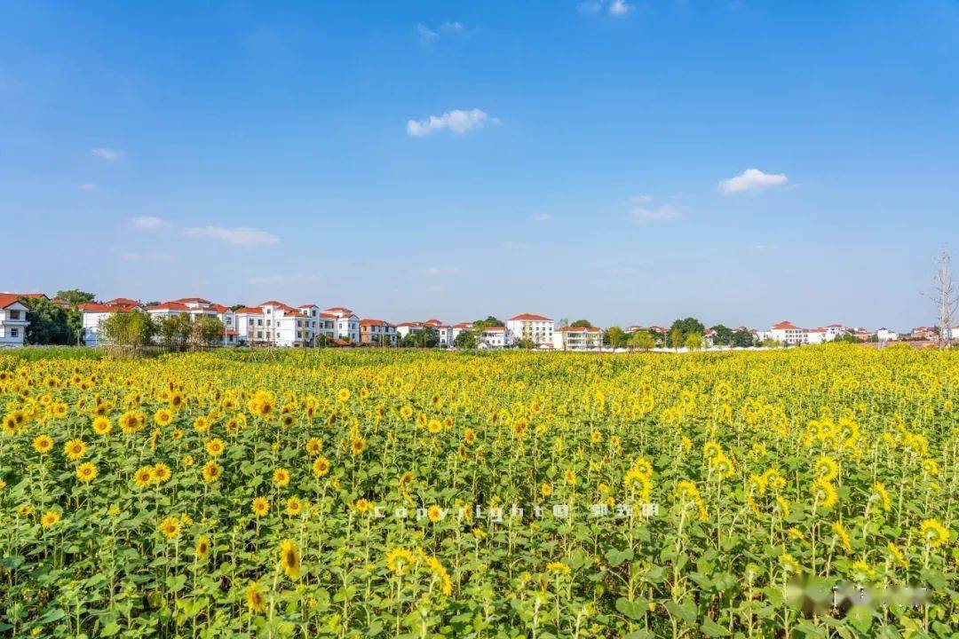 准备就绪南康家居小镇被花海包围静候家博会开幕