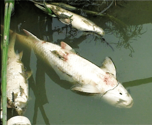 简析造成鱼类死亡的几种原因最后一个本可以避免
