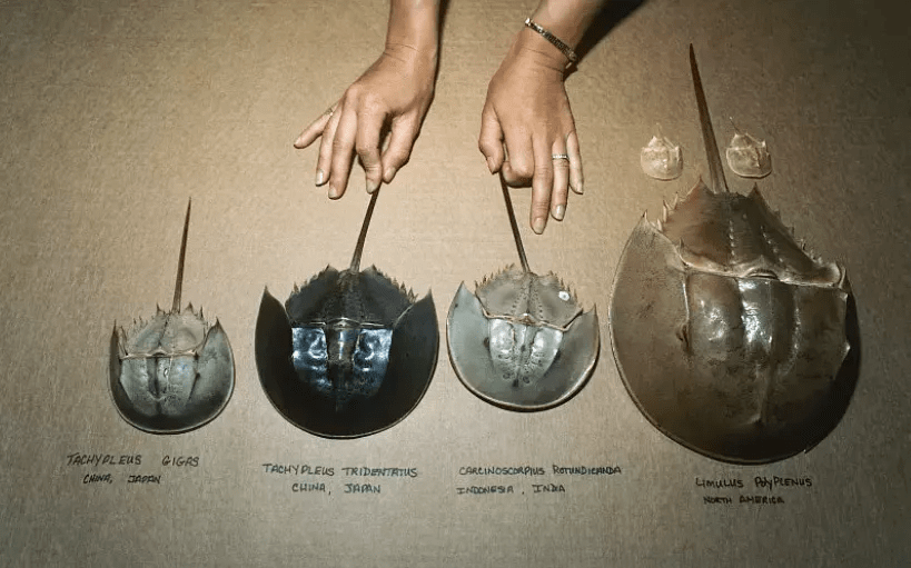 濒危野生物种线上科普活动(第十六期): 名副其实的活化石——鲎