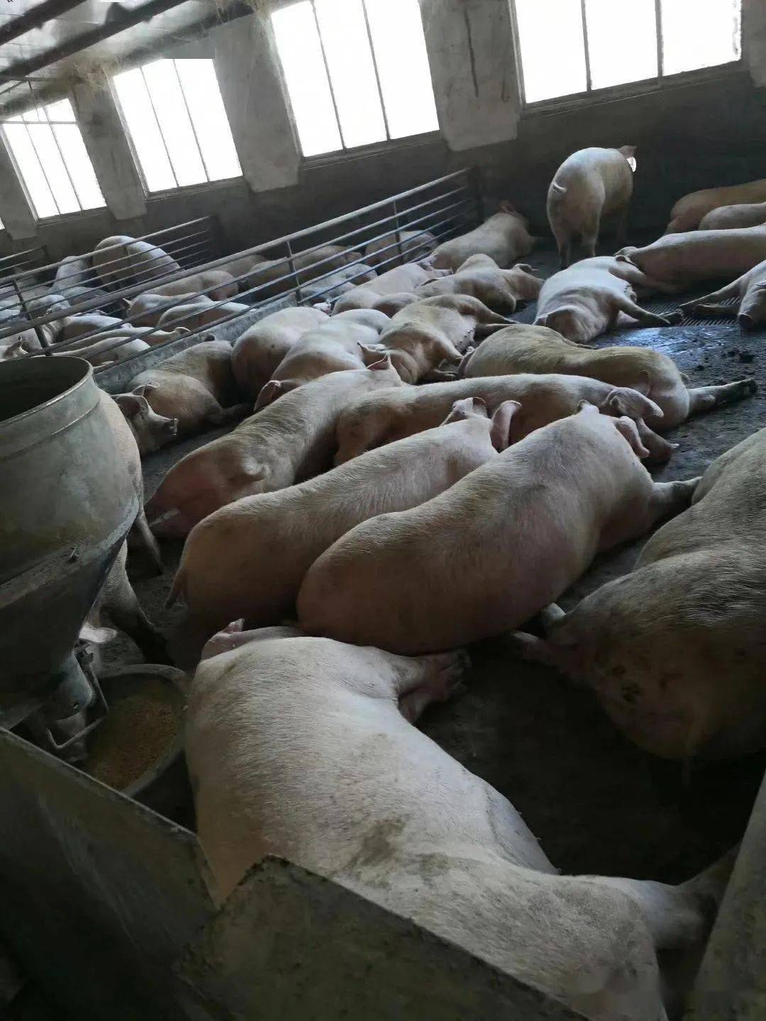 【案例】这个猪场利用益生菌发酵牧草饲喂土猪肉质好效益高,粪污通过