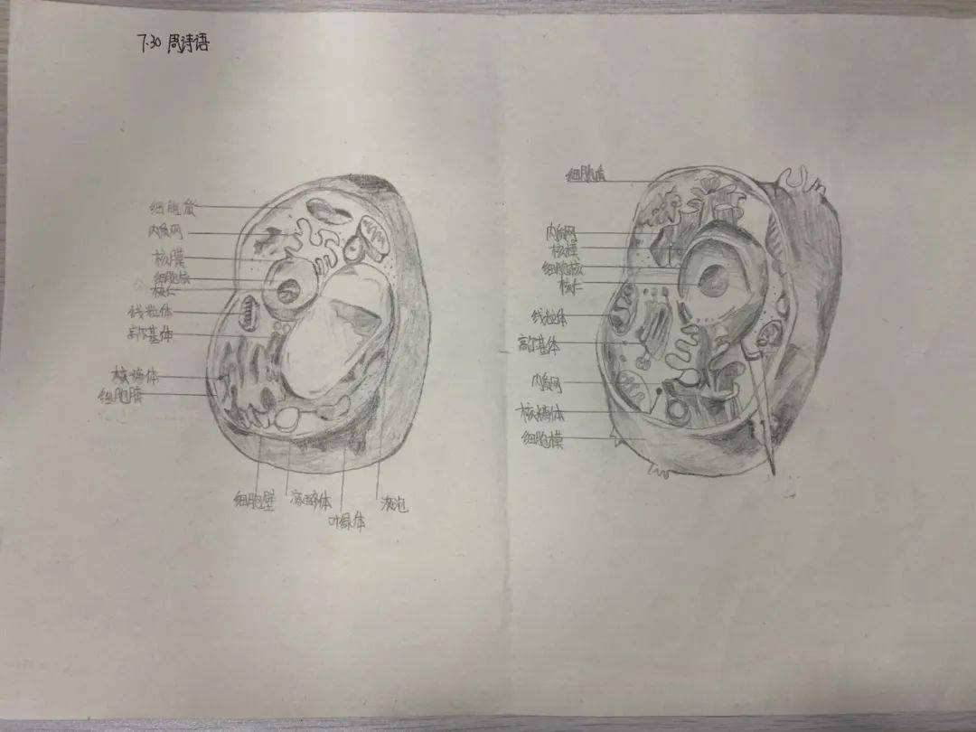 巧手绘细胞创意建生态记安居育才初中部生物学科细胞模型暨生态瓶制作