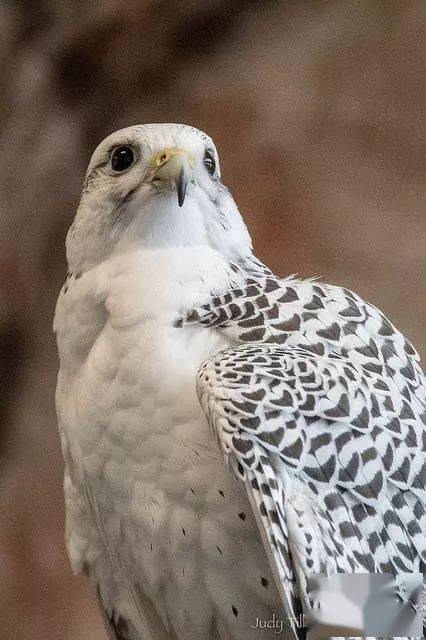 神俊最数海东青矛隼