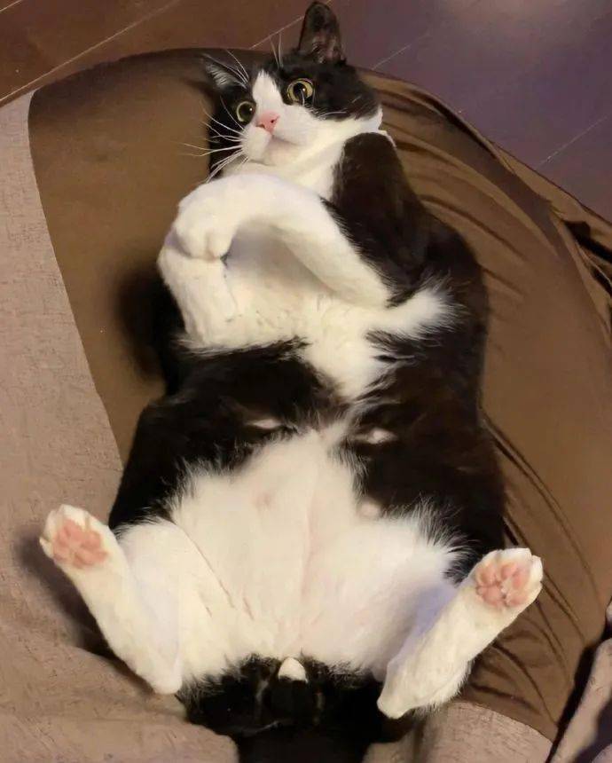 一只憨憨傻傻的奶牛猫太可爱了