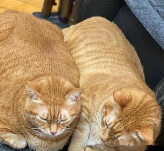 两只比猪还胖的橘猫挤在一起竟突然伸出了第三个头