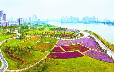 市民有眼福了这两处金秋花海正盛放