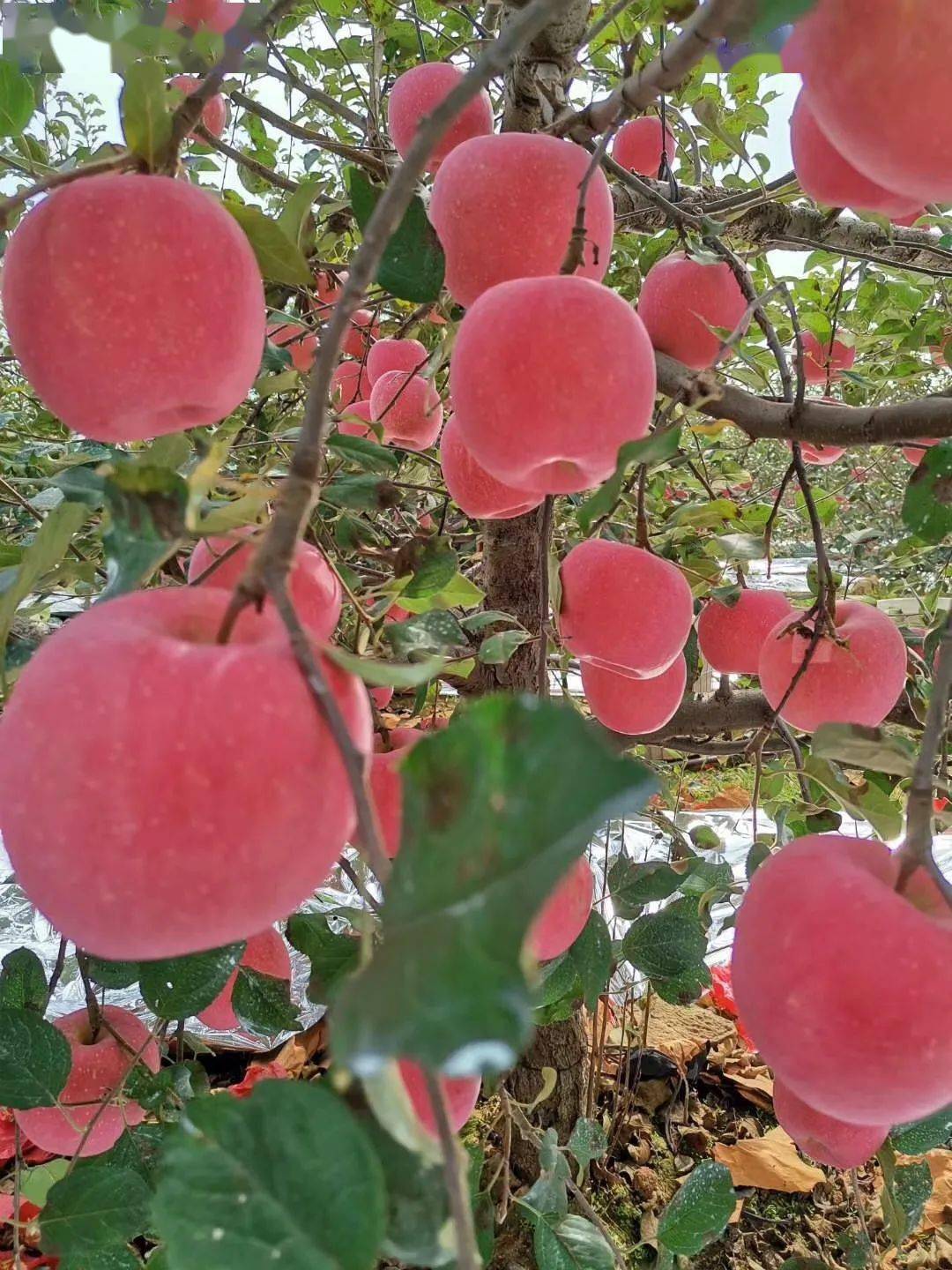 烟台苹果莱阳梨威海苹果最甜蜜每年来两箱