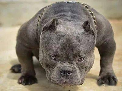 狗狗对人类健康生活的几大好处