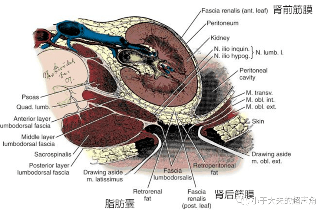 肾周筋膜解剖图片