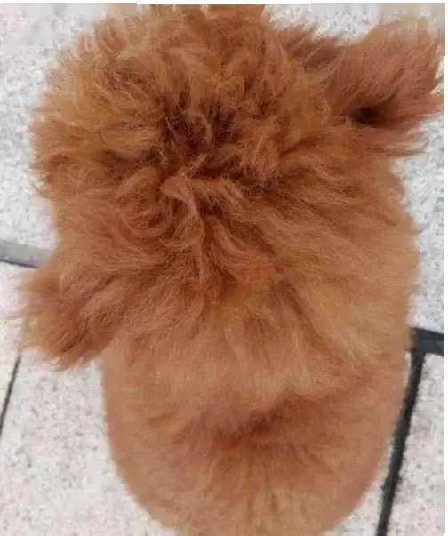 买了条泰迪没断尾怀疑是不是串了网友你确定这不是猴子