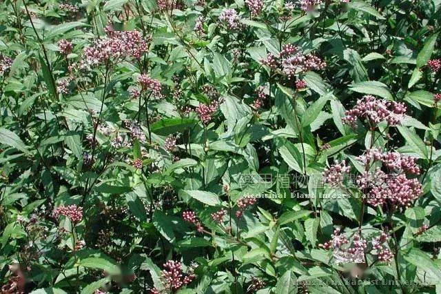 每日一味中药-佩兰