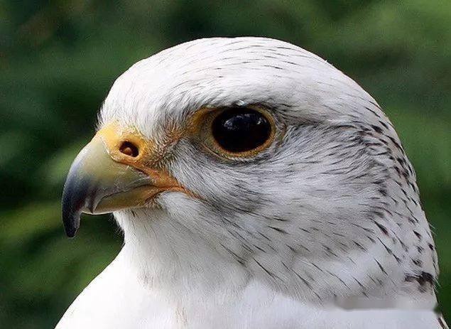 神俊最数海东青矛隼