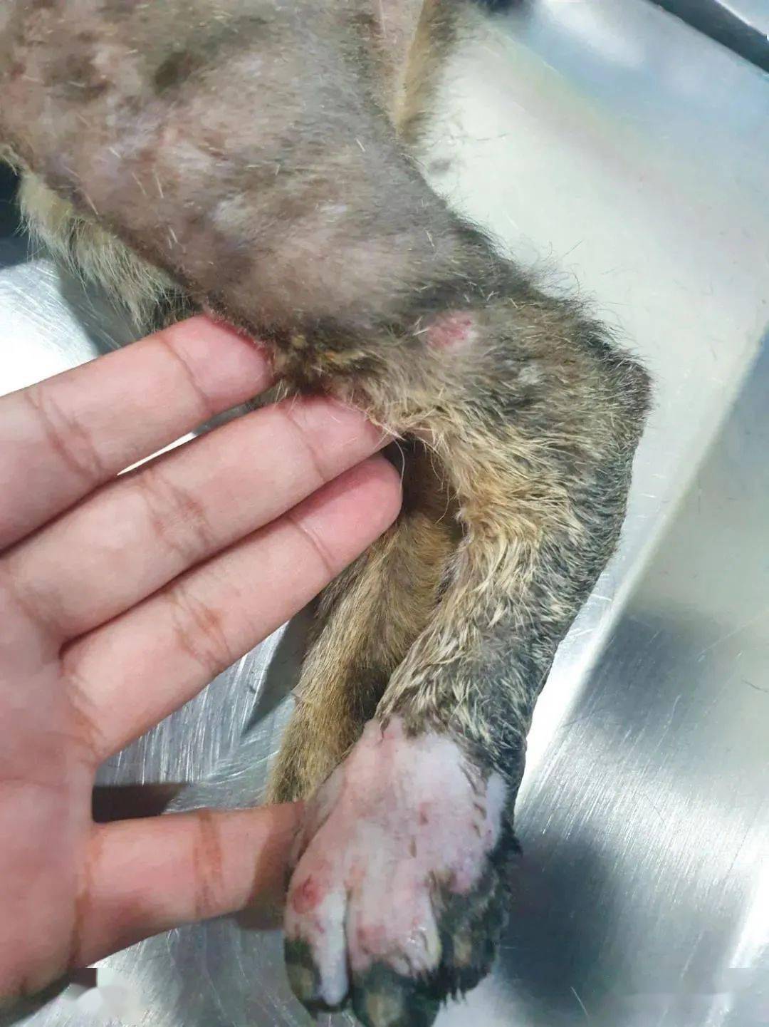 中国男子在泰国虐猫被遣返辩称这在中国并不违法