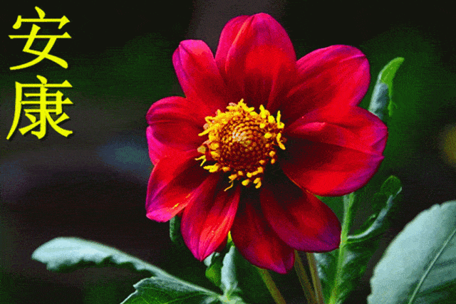 640_427gif 动态图 动图