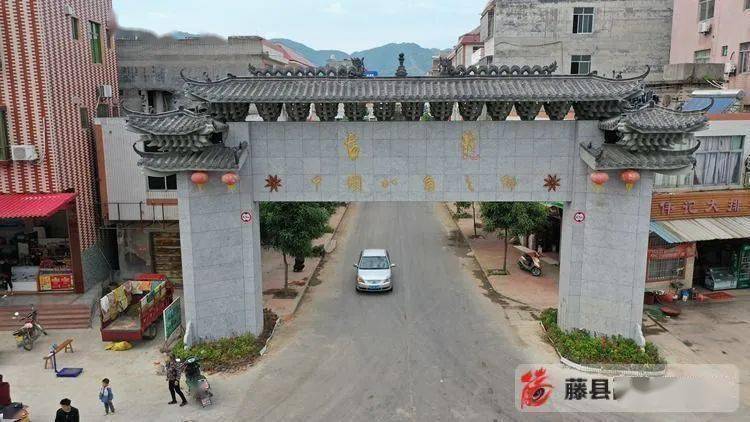 近日,在藤县古龙春雨八角种植专业合作社苗圃培育基地,映入眼帘的是一