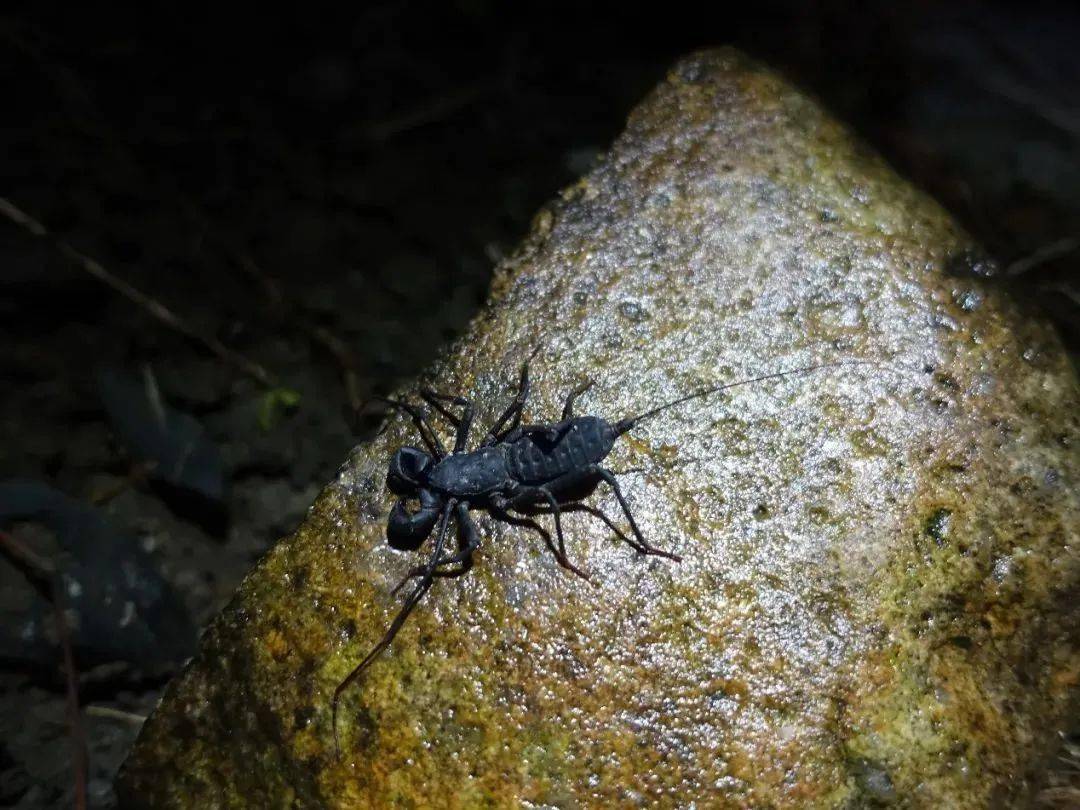 里面有描述它的桥段,回来后翻书发现是另外一种蛛形纲的生物,叫伪蝎