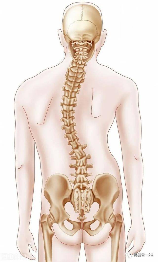 脊柱侧弯是怎么形成的这5大形成原因看了早做好预防