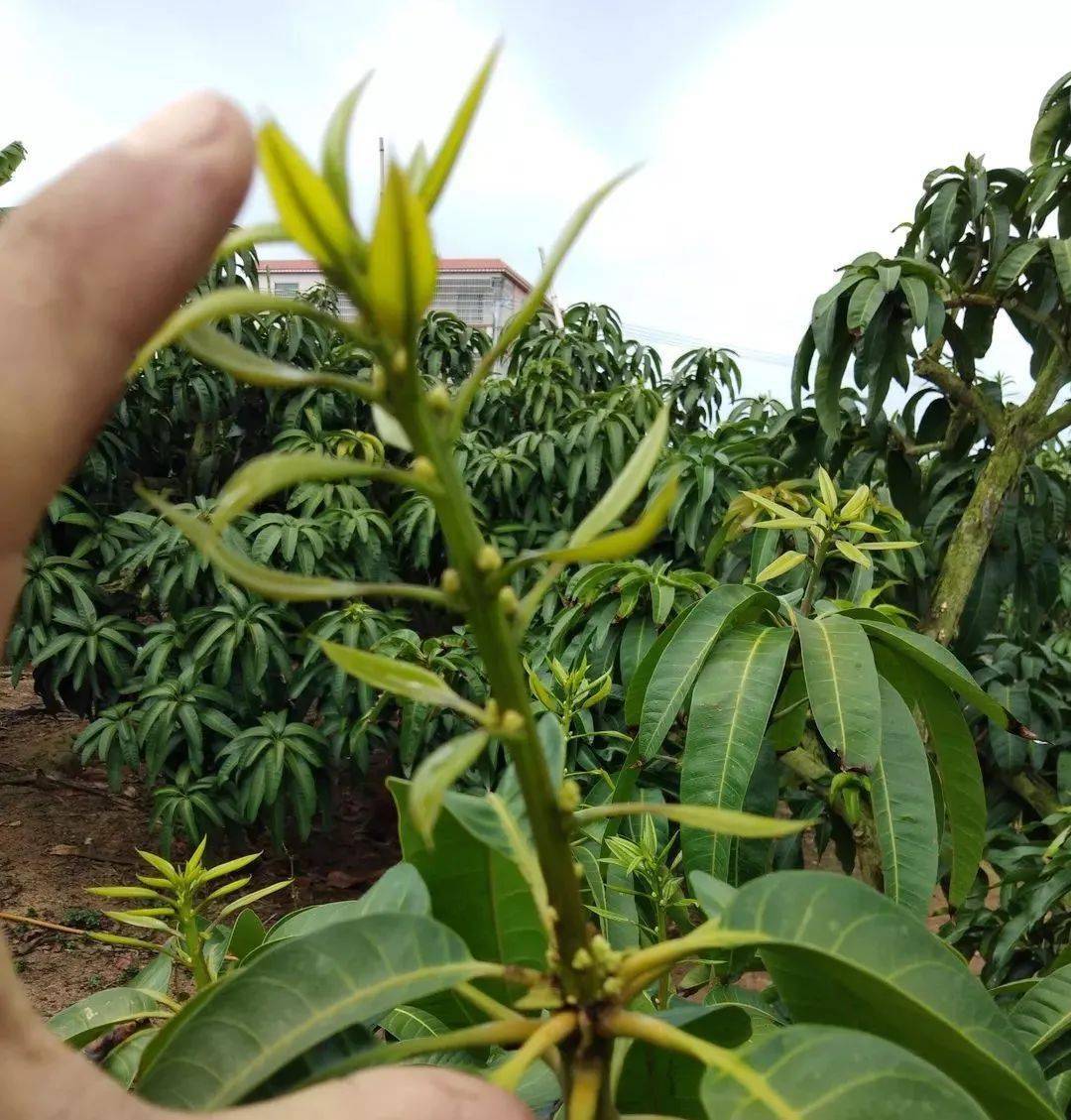 十月芒果栽培管理工作注意事项云南四川海南及广西速进