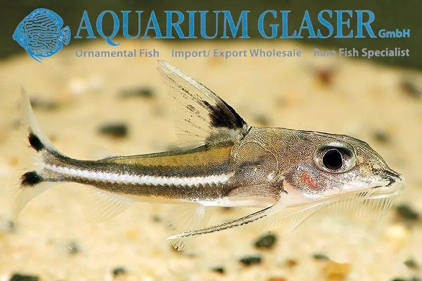 每天认识一种南美鱼104白金海豚铁甲