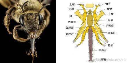 弹与眼睛的亲密接触③老鼠欺负猫④下水管道被锯开后⑤蜜蜂的舌头⑥