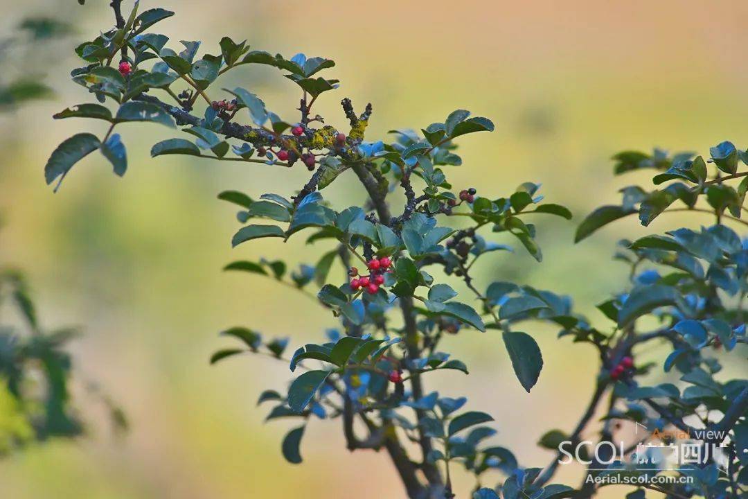 角木牛村三社种植特色产业"狗屎椒"近年来,村支部