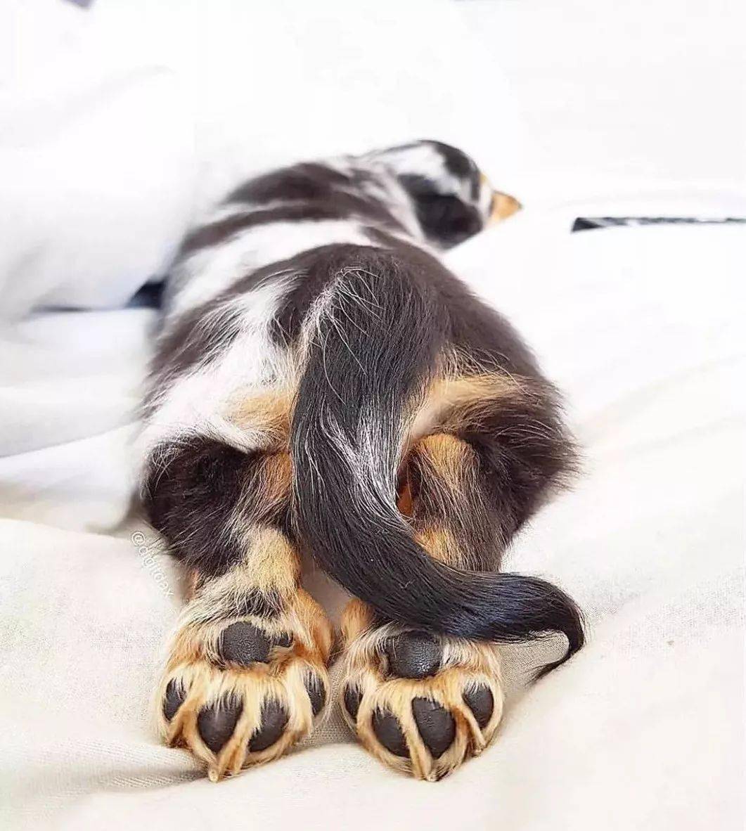 有没有萌宠的肉爪控患者请点进来