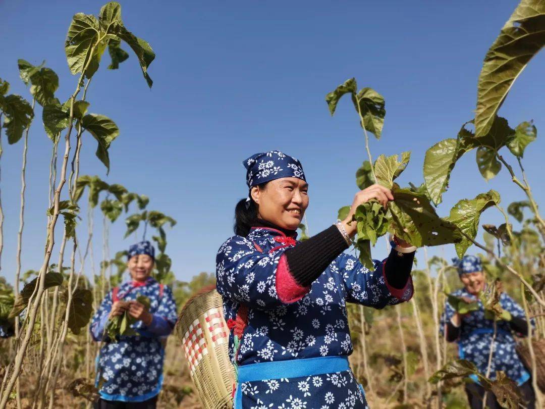 背着箩筐,指尖在桑树枝头轻快地跳跃着,随处可见村民采桑叶的繁忙景象