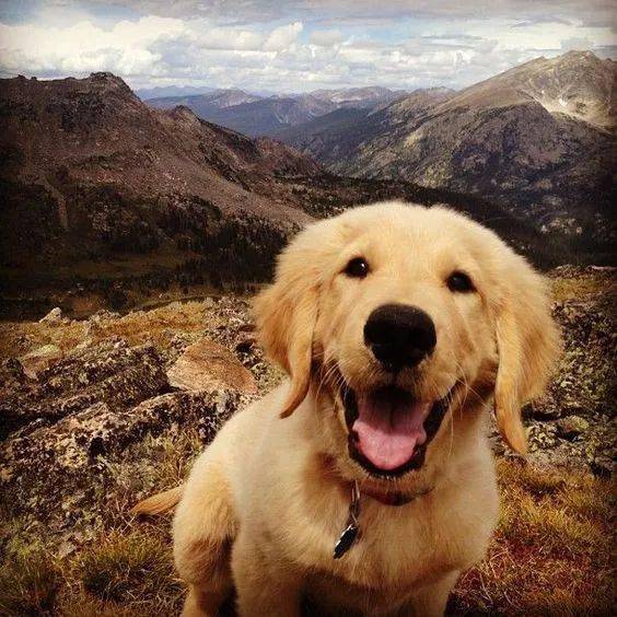 金毛的微笑,才是世界上最厉害的武器!