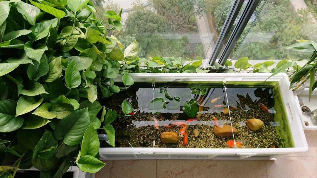 观赏鱼和绿萝一起:轻松就爆盆,抽枝2米长,养鱼又养花,生活乐无边_鱼缸