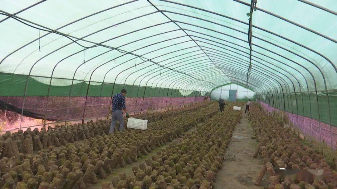安龙香菇种植突显品牌效应带动性增强