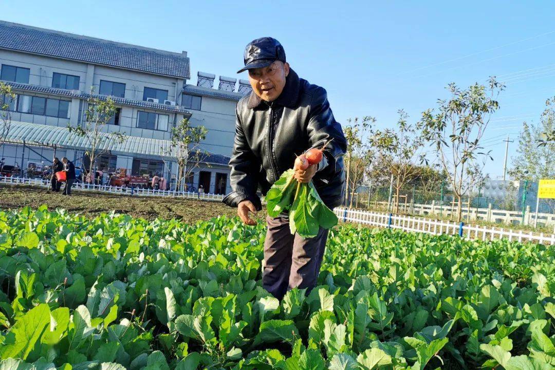 走一起去泗陽種菜體驗真實版開心農場