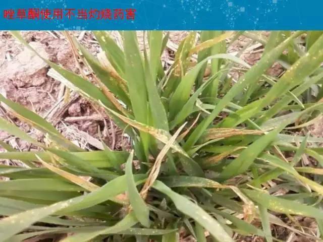 小麦低温期使用除草剂应谨防四大药害
