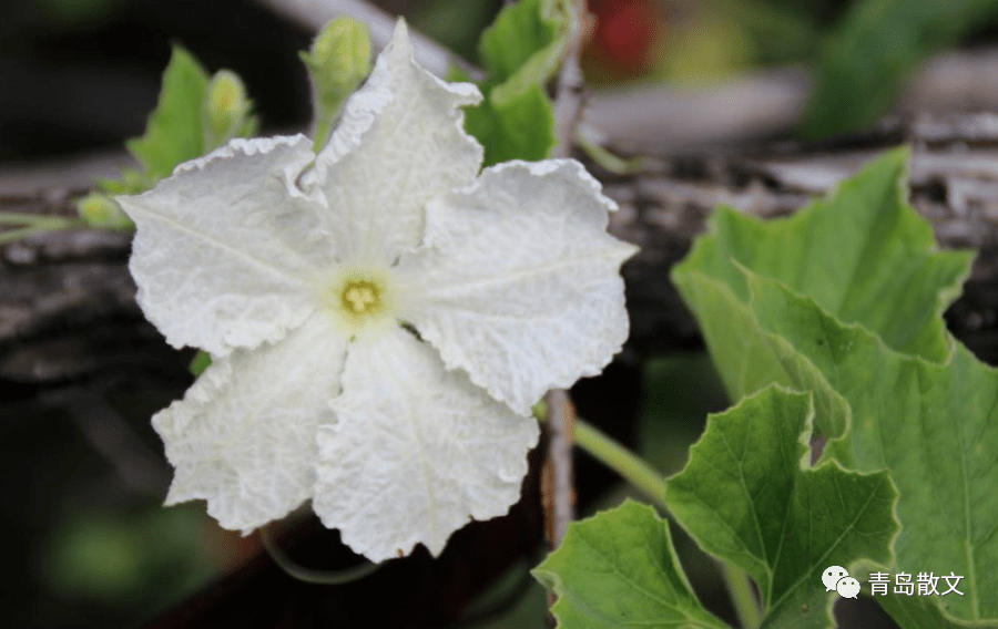 这种傍晚开花的葫芦,结出的果实颈细肚大,形似梨状,个头较高,叫做匏瓜
