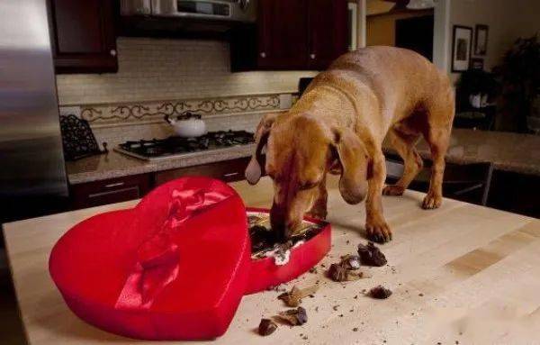 狗狗为什么不能吃巧克力?误食巧克力后该怎么办?