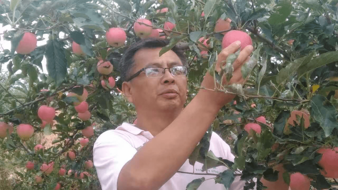 刘家卓村的王治信种植了7亩苹果,以前和赵永红一样,种出的苹果不挣钱