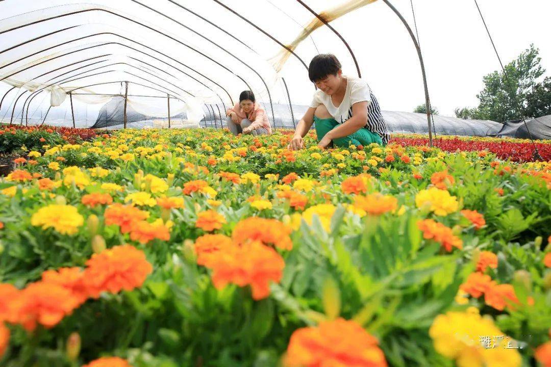 濉溪县四铺镇首届菊花文化节明天开幕!淮北首届!_种植