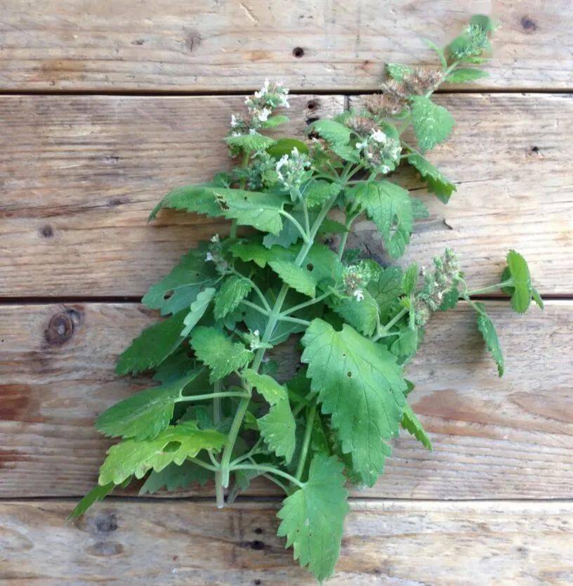 猫薄荷是啥?凭什么成为喵星头号兴奋剂?(文末有福利)_猫咪