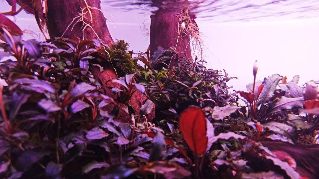 罗马尼亚水族造景者的辣椒榕缸 | 壹水族专栏