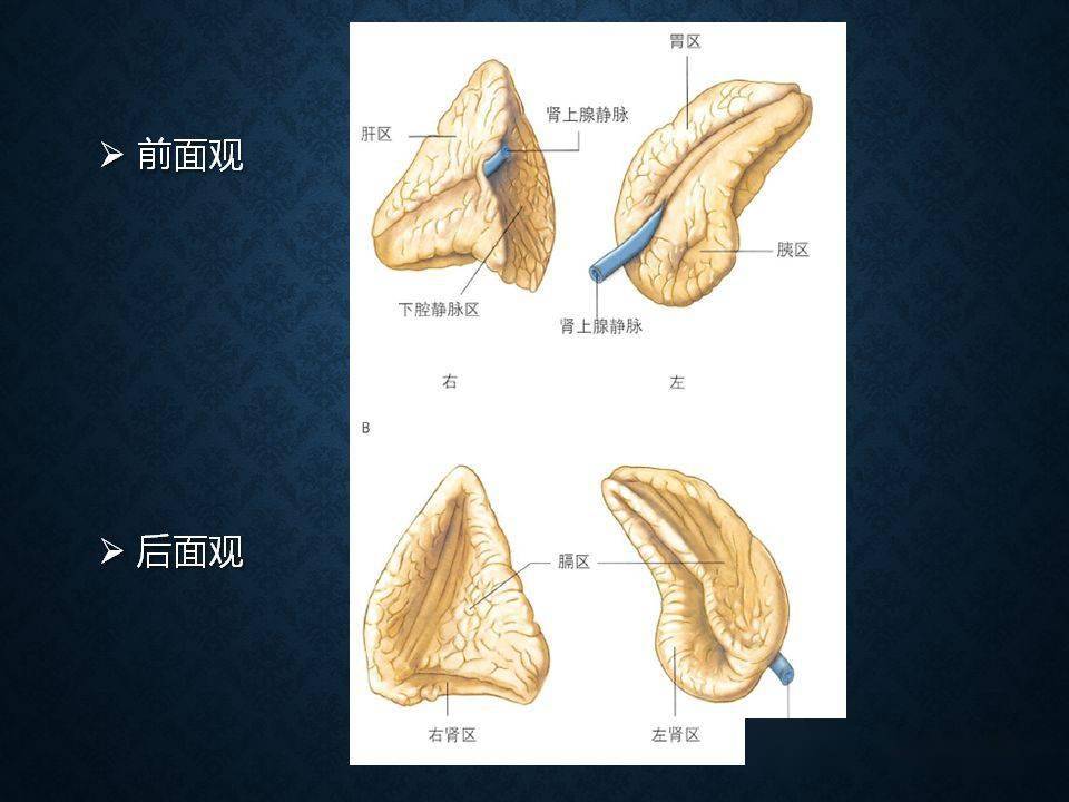 腎上腺丨掃描方案解剖皮質增生及小腺瘤的診斷