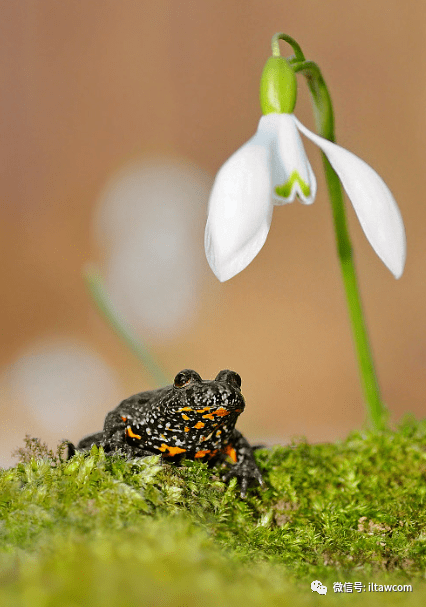物种图册-红腹铃蟾