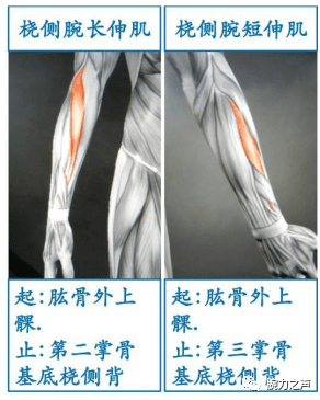 【教学】掰手腕的生物力学_肌肉