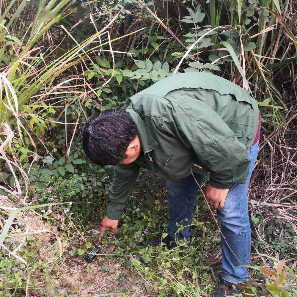 自开始猎捕以来,其先后捕获野猪2只,鹧鸪3只,竹鸡3只,这些野生动物均