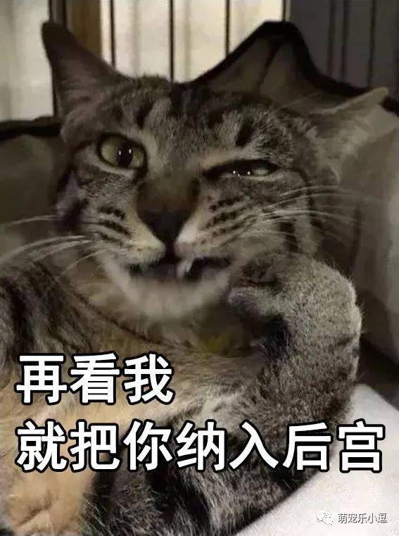 爱不爱"表情包:猫咪与渣女表情包真是绝配啊!