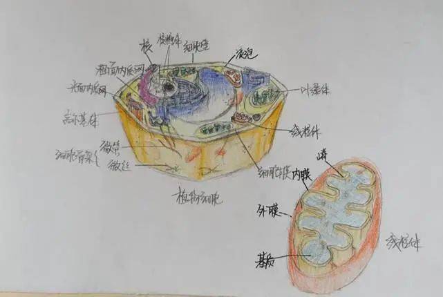 高一生物模型大赛 | 微观世界,快乐学习_细胞